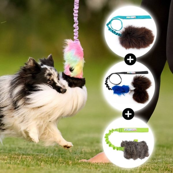 Agility Bundle for Small Dogs and Puppies